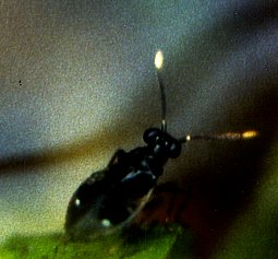 Weibchen des Schwarzhaar-Trolls (Chartoscirta elegantula), Lnge: 4 mm. Krummes Fenn, Zehlendorf (Berlin(West)). Im Feuchtbereich des ehemaligen Moores. 25.05.89