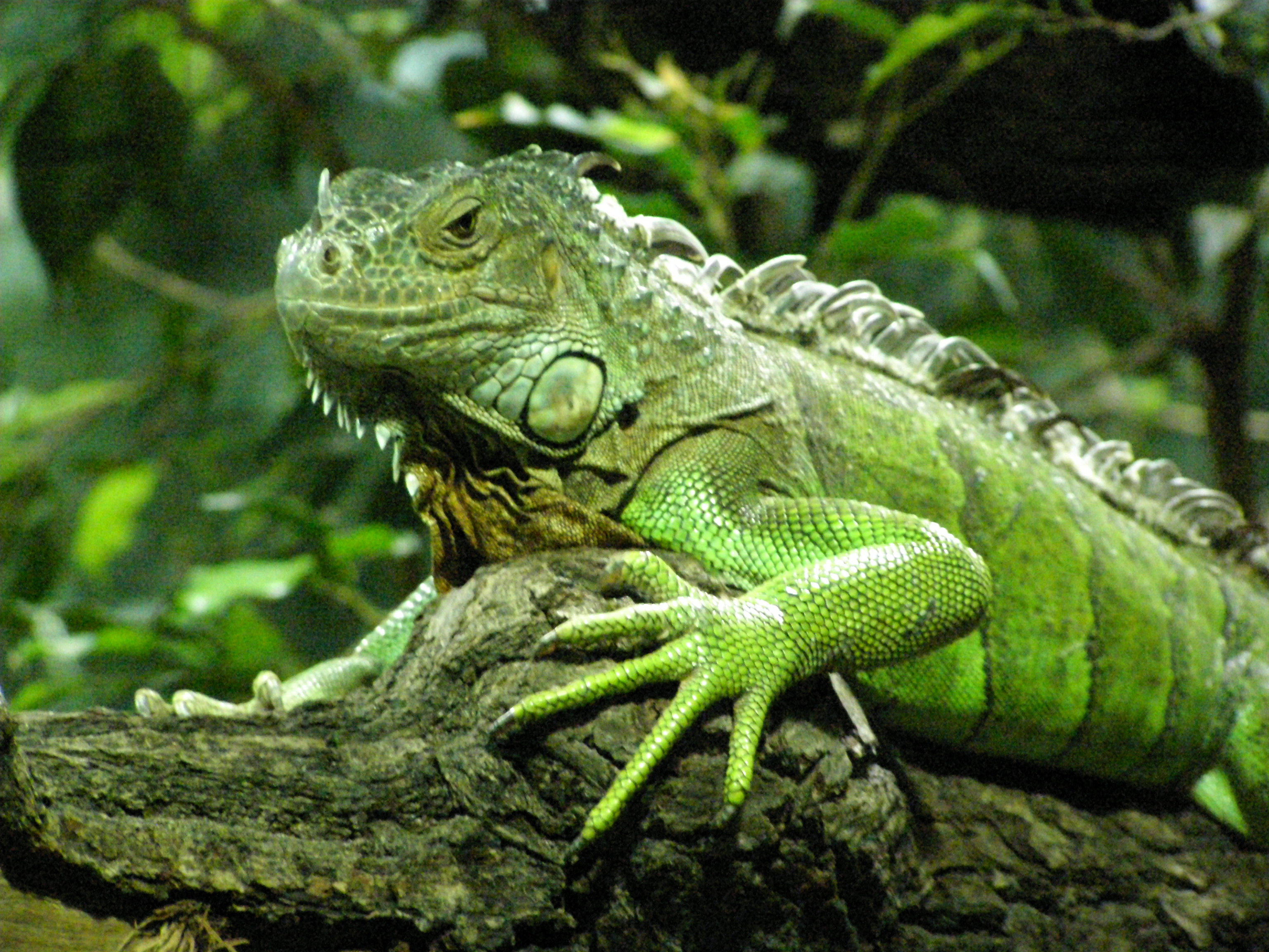 Farbphoto von einem Grünen Leguan im Berliner Zoo-Aquarium im Jahre 2008. Photographin: Luise Müller.