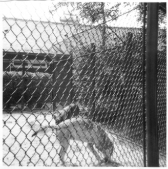 Photo von Wölfen im Rotterdamer Zoo. 1966.