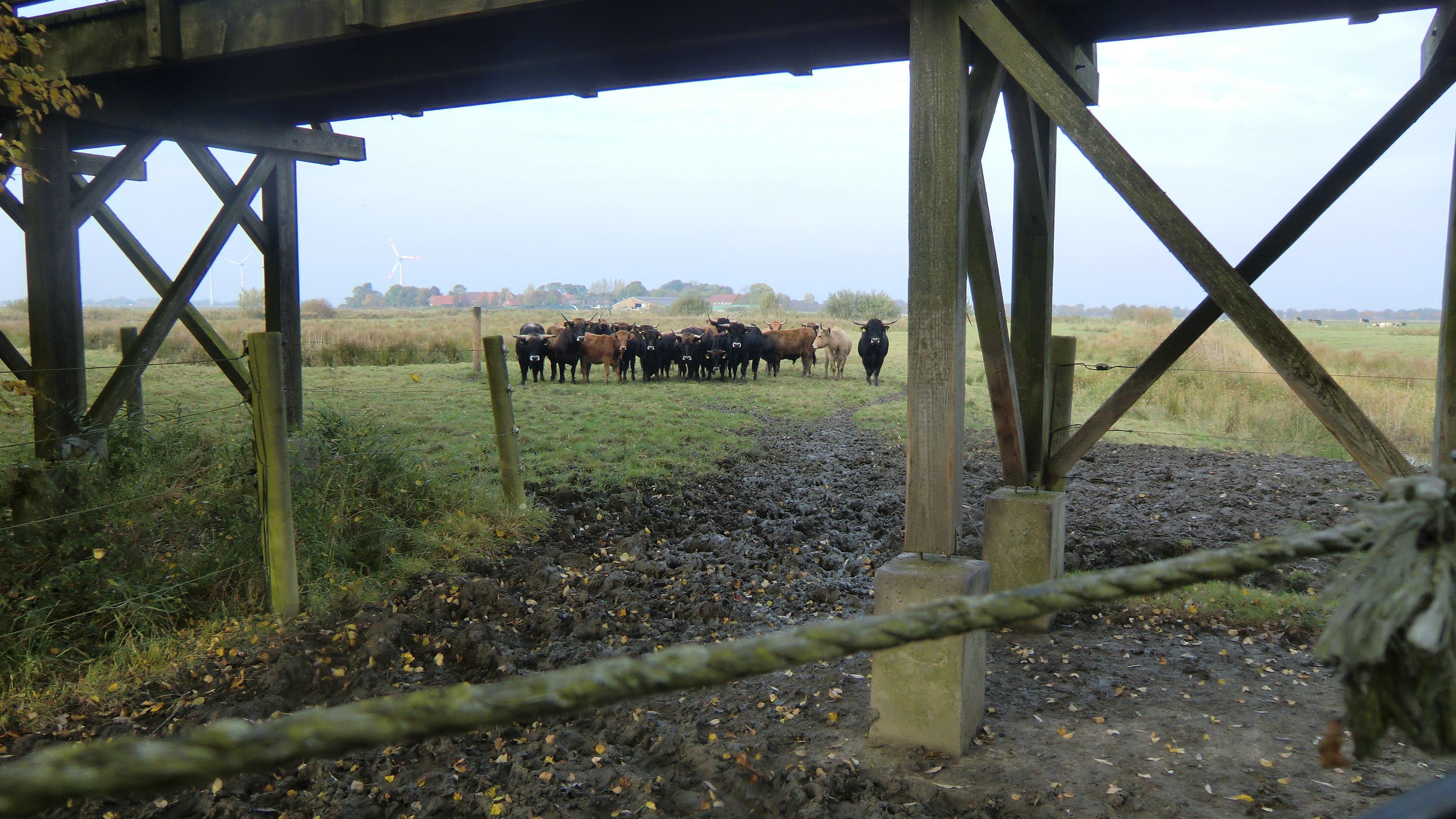 Foto von nachgezüchteten Auerochsen bei Coldam aus dem Jahr 2016. Foto: Erwin Thomasius