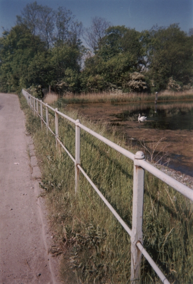 Photo: Links die Straße Refshalevej, rechts das Ufer und auf dem Wasser ein Schwan. Mai 2002. Copyright by jen.