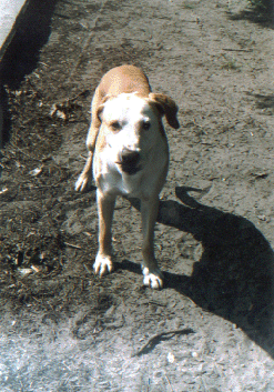 Farbfoto von dem Hund Ganesh in Friedrichshain in Berlin.