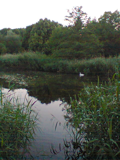 Farbfoto: Ein Weißer Schwan in dem Feuchtbiotop in die Hasenheide. Im Juni des Jahres 2013. Copyright by jen