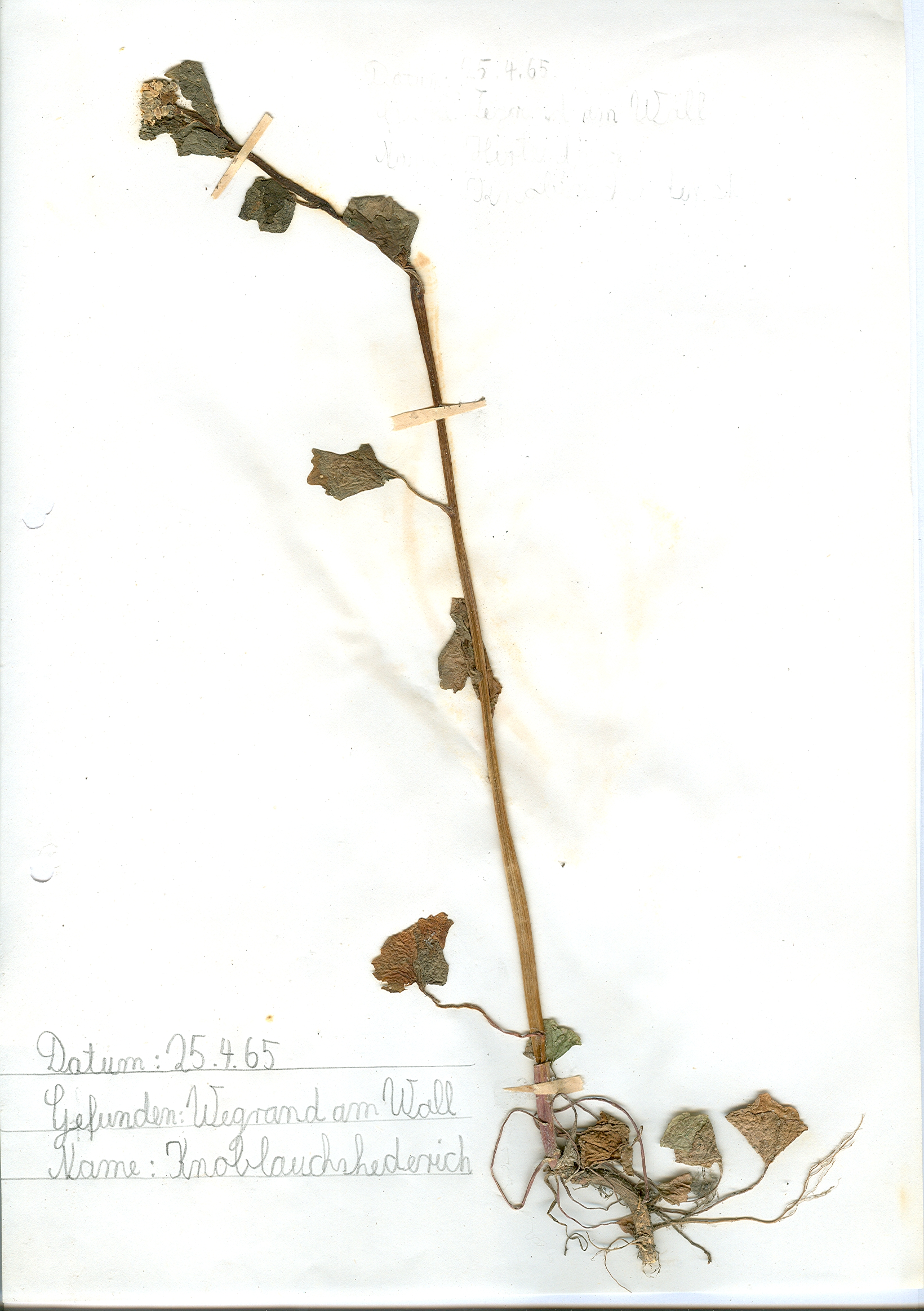 Auf dem Wegrand am Wall in Hildesheim gefundener und anschlie&szlig;end gepresster und getrockneter Knoblauchshederich in meinem Herbarium aus dem Jahre 1965. Erwin Thomasius.