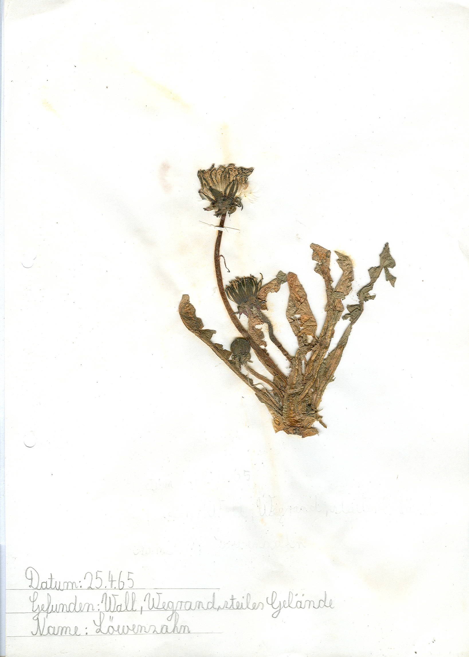 Auf steilem Gelände am Wegrand am Wall in Hildesheim gefundener und anschließend gepresster und getrockneter Löwenzahn in meinem Herbarium aus dem Jahre 1965. Erwin Thomasius.