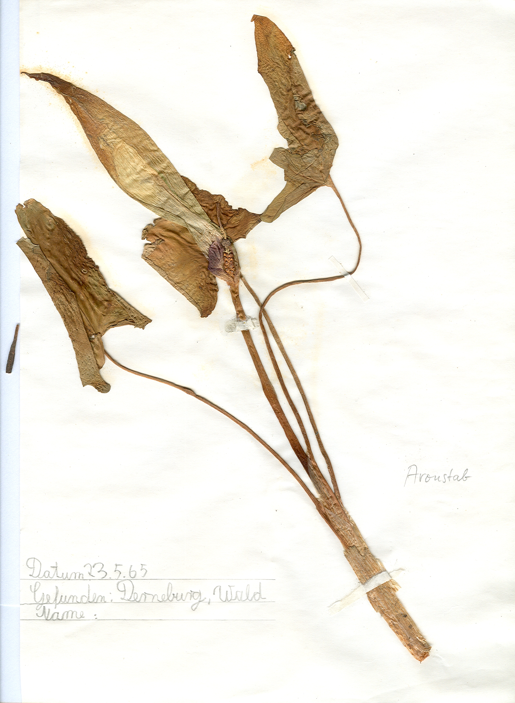 In einem Wald bei Derneburg gefundener und anschließend gepresster und getrockneter Aronstab in meinem Herbarium aus dem Jahre 1965. Erwin Thomasius.