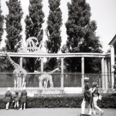 Photo von Wölfen im Rotterdamer Zoo Diergaarde Blijdorp. Im Jahre 1966.