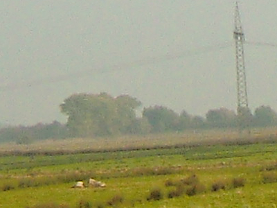 Foto von nachgezüchteten Europäischen Wildpferden am Thedingaer Vorwerk vom Mittwoch, dem 26. Oktober 2016. Fotograf: Erwin Thomasius