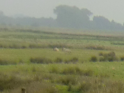 Foto von nachgezüchteten Europäischen Wildpferden in der Weidelandschaft Thedingaer Vorwerk zwischen dem Ostufer der Ems und dem ehemaligen Kloster Thedinga vom Mittwoch, dem 26. Oktober 2016. Fotograf: Erwin Thomasius.